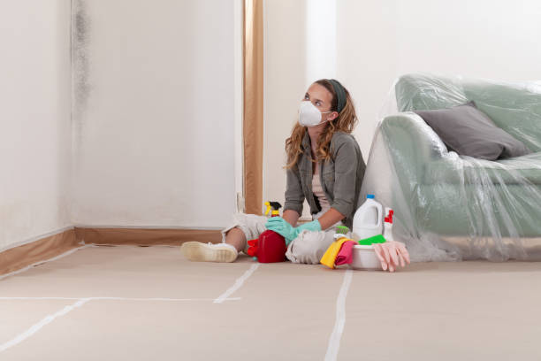 Reliable Mold Cleanup contractor in Bridgeport, MI by Cheap Mold Removal