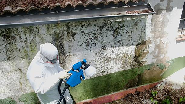 Trusted Mold Inspection service in Bridgeport, MI - Cheap Mold Removal